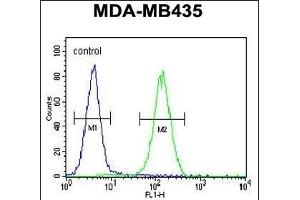 SMYD4 Antibody (C-term) (ABIN655528 and ABIN2845041) flow cytometric analysis of MDA-M cells (right histogram) compared to a negative control cell (left histogram). (SMYD4 Antikörper  (C-Term))