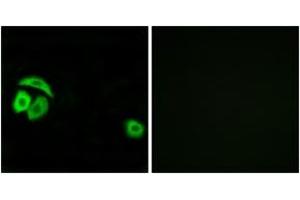 Immunofluorescence analysis of A549 cells, using RPL27A Antibody. (RPL27A Antikörper  (AA 99-148))