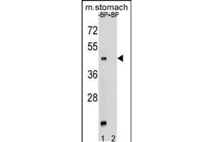 Western blot analysis of MBOAT4 Antibody Pab pre-incubated without(lane 1) and with(lane 2) blocking peptide in mouse stomach tissue lysate (MBOAT4 Antikörper  (AA 258-287))