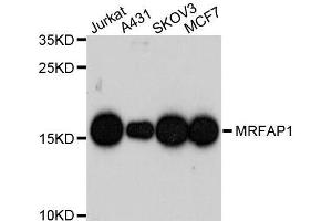 Western blot analysis of extracts of various cell lines, using MRFAP1 antibody. (MRFAP1 Antikörper  (AA 1-127))