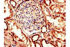 Immunohistochemistry of paraffin-embedded human kidney tissue using ABIN7151457 at dilution of 1:100