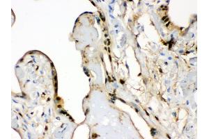 Anti- S100 alpha 6 Picoband antibody, IHC(P) IHC(P): Human Placenta Tissue (S100A6 Antikörper  (AA 1-90))