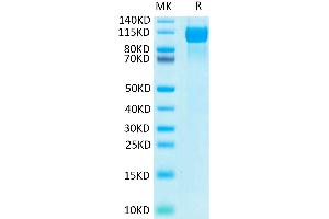 Biotinylated Human EGFR/HER1 on Tris-Bis PAGE under reduced condition. (EGFR Protein (His-Avi Tag,Biotin))
