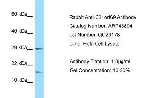 Western Blotting (WB) image for anti-Chromosome 21 Open Reading Frame 67 (C21orf67) (N-Term) antibody (ABIN2782403) (C21orf69 Antikörper  (N-Term))