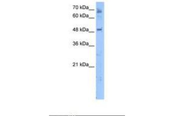 MBOAT7 antibody  (AA 351-400)