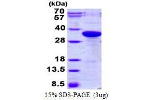 Image no. 1 for Coagulation Factor III (thromboplastin, Tissue Factor) (F3) protein (His tag) (ABIN1098373) (Tissue factor Protein (His tag))