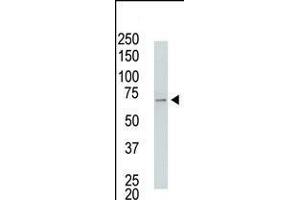 Antibody is used in Western blot to detect USP2 in USP2-transfected HeLa cell lysates. (USP2 Antikörper  (C-Term))