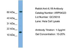 WB Suggested Anti-IL1B  Antibody Titration: 0. (IL-1 beta Antikörper  (N-Term))