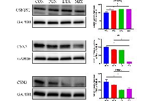 The protein expression of the three caseins (CSN1S1, CSN2, and CSN3).