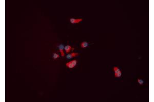 ABIN6276063 staining HEPG2 cells by ICC/IF. (NPY5R Antikörper  (Internal Region))