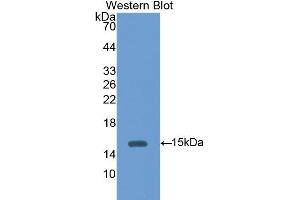Western Blotting (WB) image for anti-Hexosaminidase B (Beta Polypeptide) (HEXB) (AA 101-217) antibody (ABIN3208193) (HEXB Antikörper  (AA 101-217))