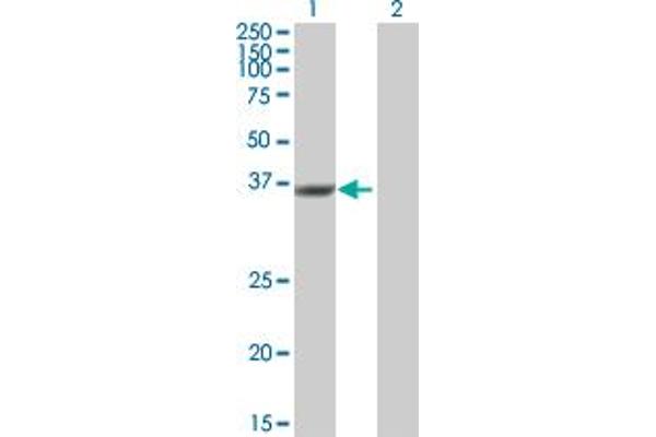 DUSP12 Antikörper  (AA 1-340)