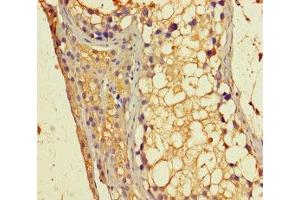 Immunohistochemistry of paraffin-embedded human testis tissue using ABIN7154785 at dilution of 1:100 (GBP6 Antikörper  (AA 401-600))