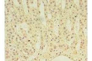 Immunohistochemistry of paraffin-embedded human adrenal gland tissue using ABIN7143044 at dilution of 1:100 (ABLIM3 Antikörper  (AA 266-544))