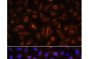 Immunofluorescence analysis of U-2 OS cells using ARL13B Polyclonal Antibody at dilution of 1:100. (ARL13B Antikörper)