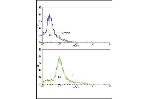 Flow cytometric analysis of hela cells using HMGCS1 Antibody (C-term)(bottom histogram) compared to a negative control cell (top histogram). (HMGCS1 Antikörper  (C-Term))