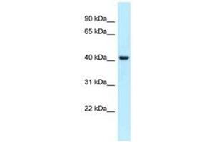 Image no. 1 for anti-N-terminal EF-Hand Calcium Binding Protein 2 (NECAB2) (AA 242-291) antibody (ABIN6747854) (NECAB2 Antikörper  (AA 242-291))