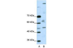 WB Suggested Anti-PEG3  Antibody Titration: 0.