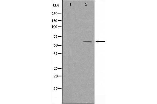 Sorting Nexin 4 Antikörper  (Internal Region)