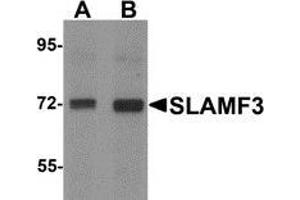 Western blot analysis of SLAMF3 / CD229 in 293 cell lysate with SLAMF3 antibody at (A) 1 and (B) 2 μg/ml.