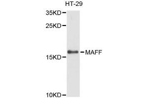 Western blot analysis of extracts of HT-29 cells, using MAFF antibody (ABIN6293093) at 1:3000 dilution.