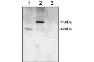 Western Blotting (WB) image for anti-Connector Enhancer of Kinase Suppressor of Ras 1 (CNKSR1) (Middle Region) antibody (ABIN2789067)