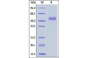 Mouse IL-15, Fc Tag on  under reducing (R) condition. (IL-15 Protein (AA 49-162) (Fc Tag))