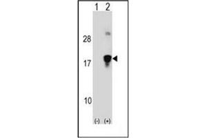 Western blot analysis of HMGN3 (arrow) using HMGN3 / TRIP7 Antibody (N-term) Cat.