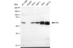 Western blotting analysis using Src antibody (ABIN7800053).