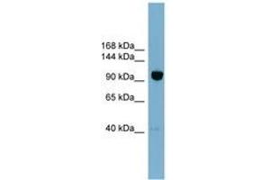 Image no. 1 for anti-Oxysterol Binding Protein-Like 8 (OSBPL8) (AA 755-804) antibody (ABIN6743303) (OSBPL8 Antikörper  (AA 755-804))