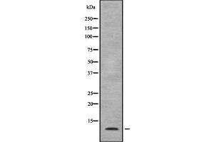 SUPT4H Antikörper  (C-Term)