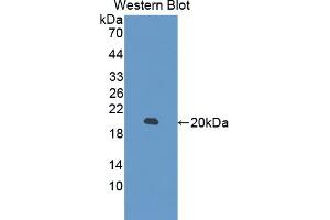 Western Blotting (WB) image for anti-Myosin Light Chain 6, Alkali, Smooth Muscle and Non Muscle (MYL6) (AA 4-146) antibody (ABIN5013971)