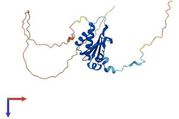 C7orf30 Protein (AA 1-228) (His tag)