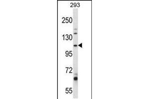 Western blot analysis in 293 cell line lysates (35ug/lane). (B4GALNT3 Antikörper  (AA 555-584))