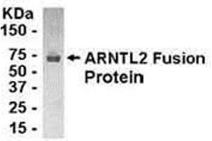 Western Blotting (WB) image for anti-Aryl Hydrocarbon Receptor Nuclear Translocator-Like 2 (ARNTL2) (AA 8-100) antibody (ABIN2468187) (ARNTL2 Antikörper  (AA 8-100))