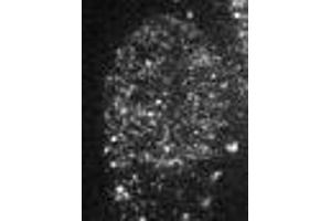 Immunofluorescence (IF) image for anti-Chromobox Homolog 1 (CBX1) (AA 176-185) antibody (ABIN2452034) (CBX1 Antikörper  (AA 176-185))