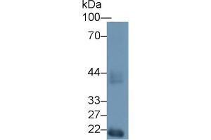 Western blot analysis of Mouse Testis lysate, using Mouse HEXa Antibody (1 µg/ml) and HRP-conjugated Goat Anti-Rabbit antibody ( (Hexosaminidase A Antikörper  (AA 319-528))