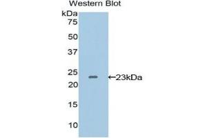 VEGFB antibody  (AA 22-207)