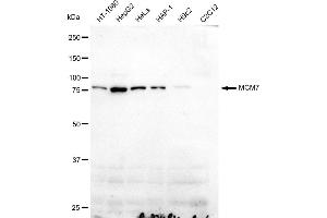 Western blotting analysis using MCM7 antibody (ABIN7799422).