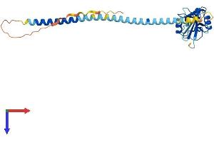 KLRA1 Protein (AA 1-262) (His tag)