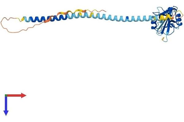 KLRA1 Protein (AA 1-262) (His tag)