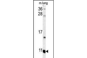 Western blot analysis of S100A6 antibody (C-term) (ABIN391522 and ABIN2841482) in mouse lung tissue lysates (35 μg/lane). (S100A6 Antikörper  (C-Term))