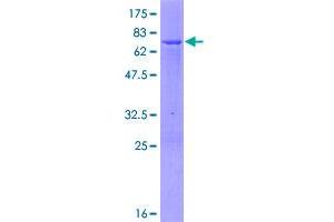 PCYT1A Protein (AA 1-367) (GST tag)