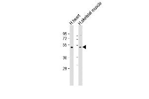 All lanes : Anti-TRIM55 Antibody (Center) at 1:2000 dilution Lane 1: human heart lysate Lane 2: human skeletal muscle lysate Lysates/proteins at 20 μg per lane. (TRIM55 Antikörper  (AA 216-250))