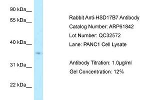 Western Blotting (WB) image for anti-Hydroxysteroid (17-Beta) Dehydrogenase 7 (HSD17B7) (Middle Region) antibody (ABIN970908) (HSD17B7 Antikörper  (Middle Region))
