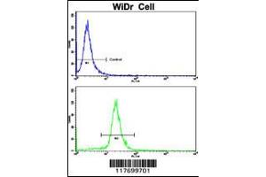 Flow cytometric analysis of WiDr cells using AXL Antibody(bottom histogram) compared to a negative control cell (top histogram). (AXL Antikörper)