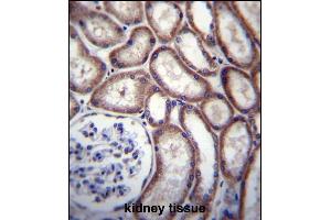 DNAJC27 Antibody (N-term) (ABIN656683 and ABIN2845921) immunohistochemistry analysis in formalin fixed and paraffin embedded human kidney tissue followed by peroxidase conjugation of the secondary antibody and DAB staining. (DNAJC27 Antikörper  (N-Term))