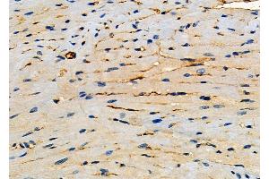 ABIN6261572 and ABIN6272293 at 1/100 staining Mouse heart tissue by IHC-P. (Ephrin B3 Antikörper  (Internal Region))