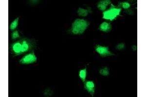 Anti-NDEL1 mouse monoclonal antibody (ABIN2454872) immunofluorescent staining of COS7 cells transiently transfected by pCMV6-ENTRY NDEL1 (RC212323). (NDEL1 Antikörper)