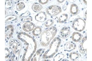 Detection of GAL2 in Human Kidney Tissue using Monoclonal Antibody to Galectin 2 (GAL2) (Gallinacin-2 (GAL2) (AA 1-132) Antikörper)